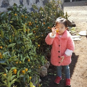 제주도 귤 금귤 레몬 나무 과실 묘목 키우기