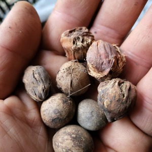 카나리아 코커스 야자수 호랑가시 남천 은행 때죽 나무 씨앗 열매